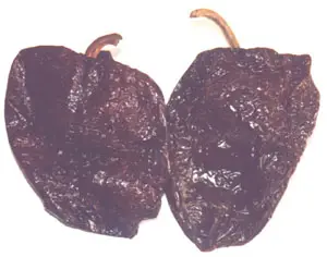 Chile Mulato