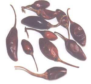 Chile Cascabel