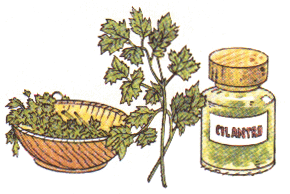 cilantro