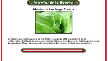 Lechuga siempre fresca